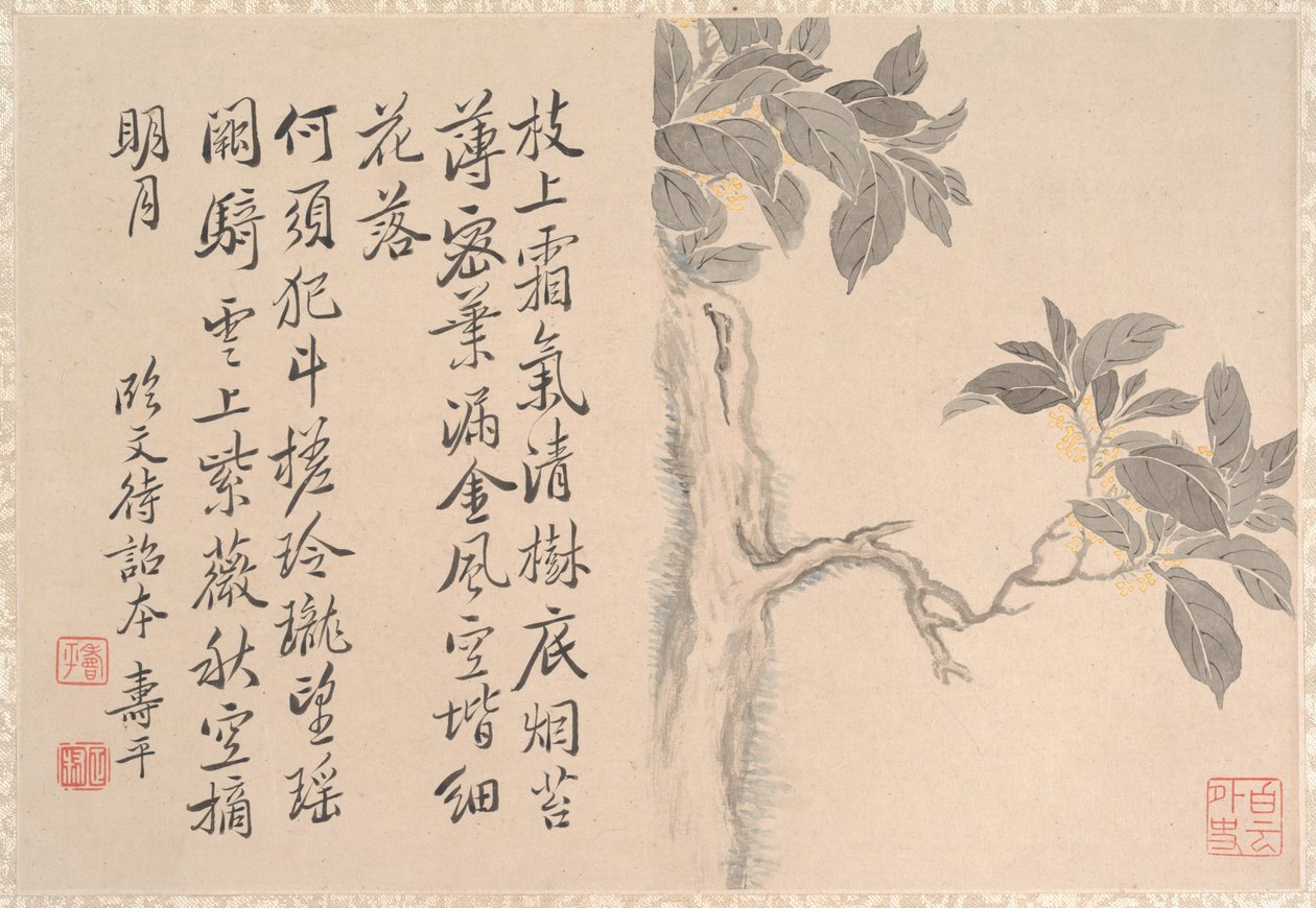 Cassia Tree da anonymous 