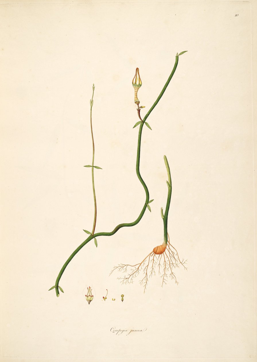 Illustrazione di Ceropegia juncea, Apocynaceae, Asclepiadoideae da anonymus