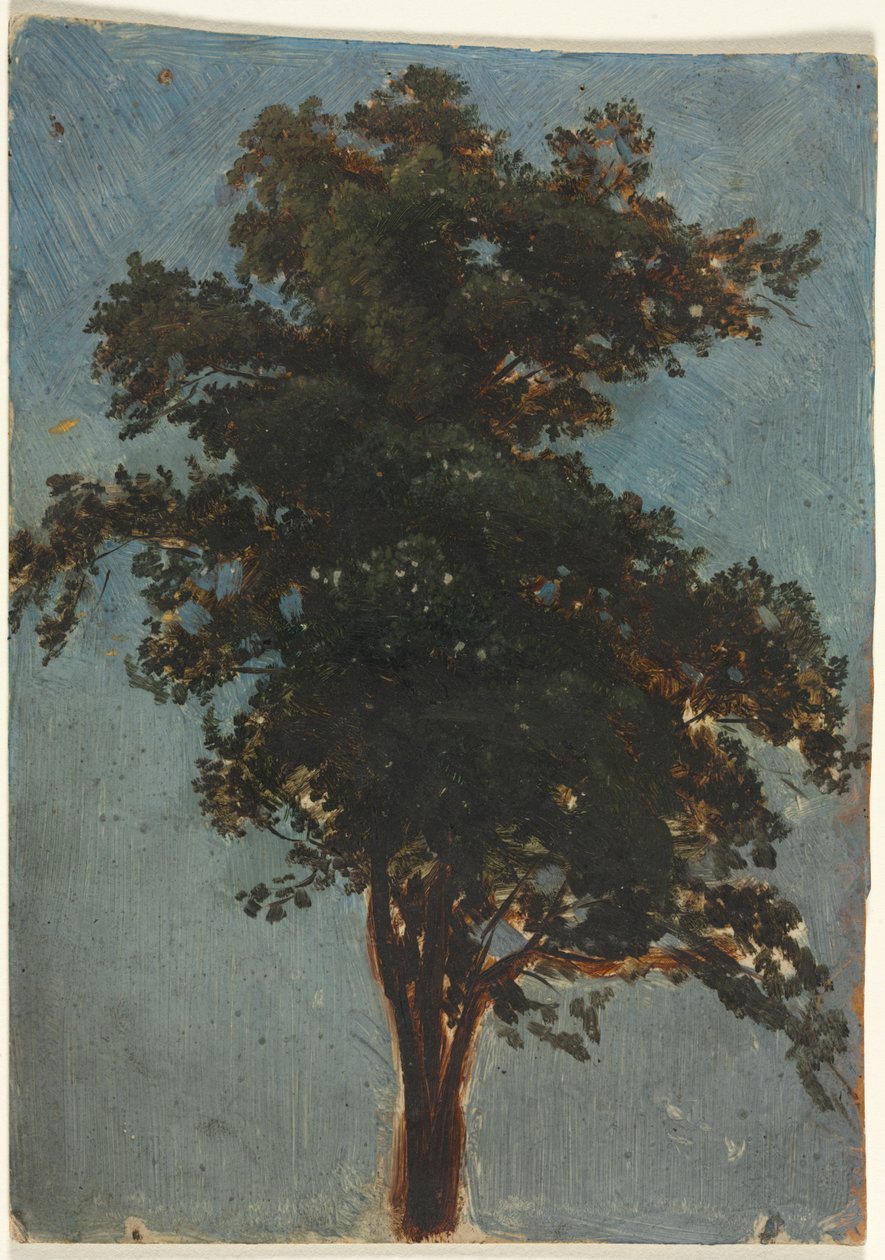 Studio di un albero da attributed to Alexandre Calame