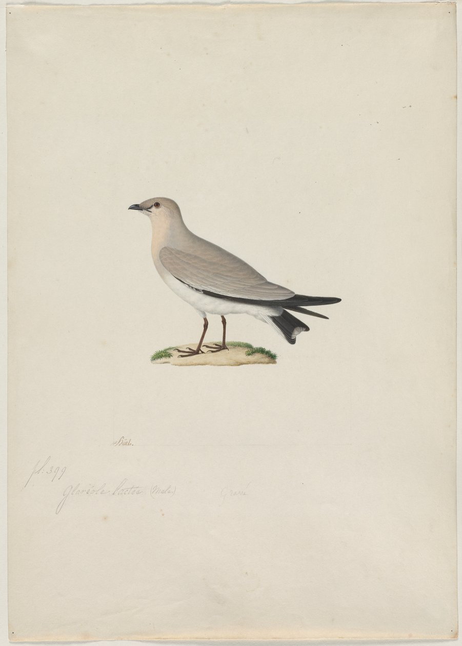 Pratincola minore (Glareola lactea) da attributed to Paul Hüet