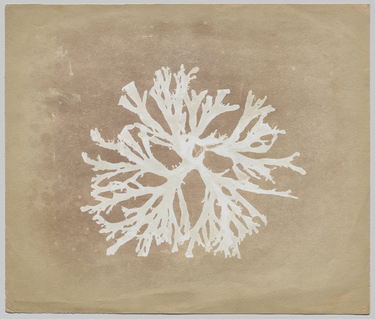 Alghe da circle of William Henry Fox Talbot