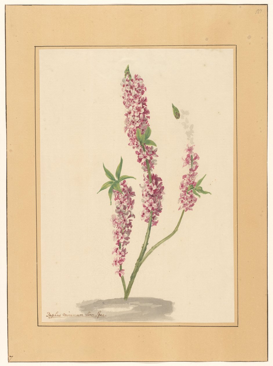Piccolo albero di pepe rosso su un terreno da familie Van der Vinne (attributed to)