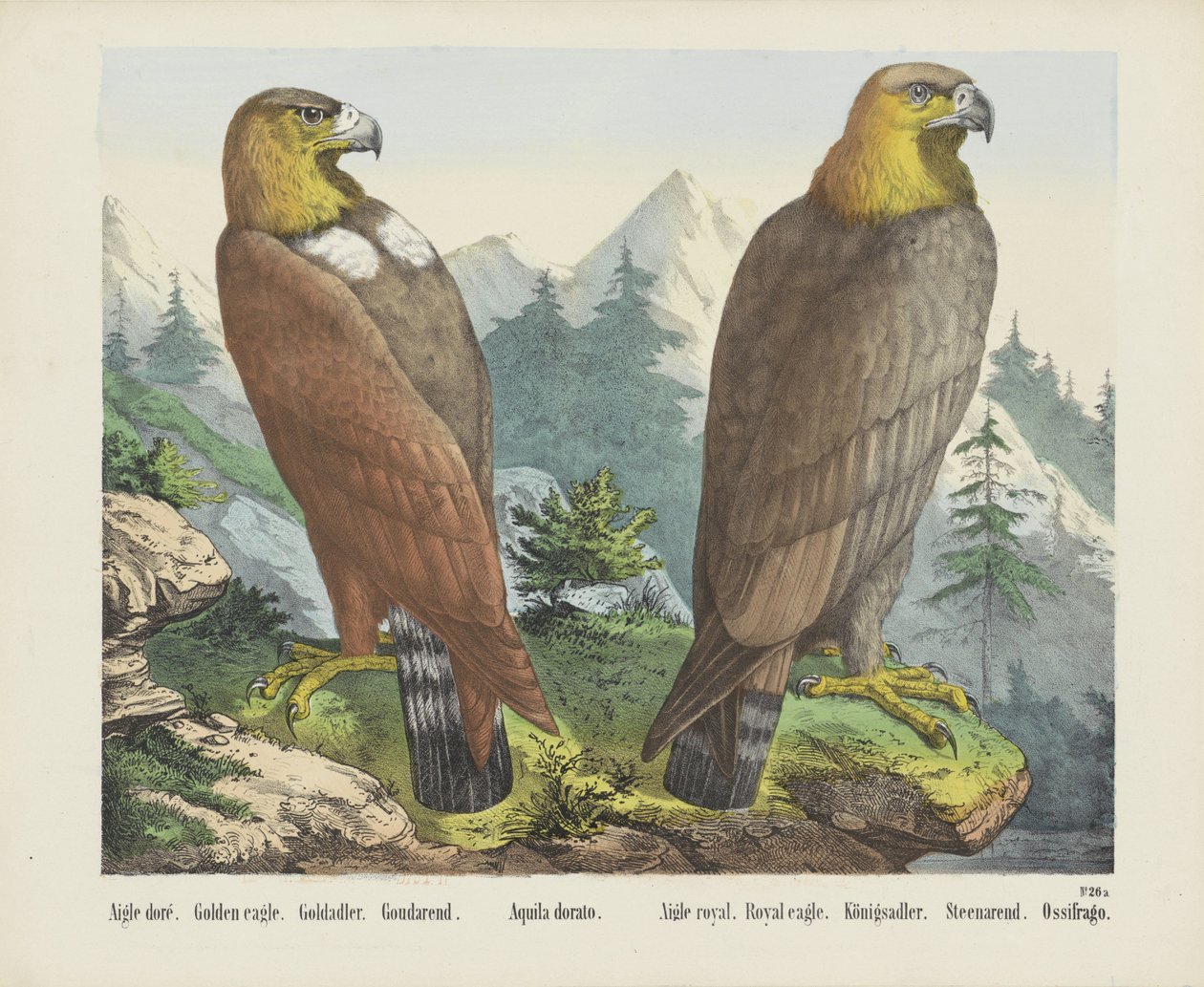Aquila dorata da firma Joseph Scholz