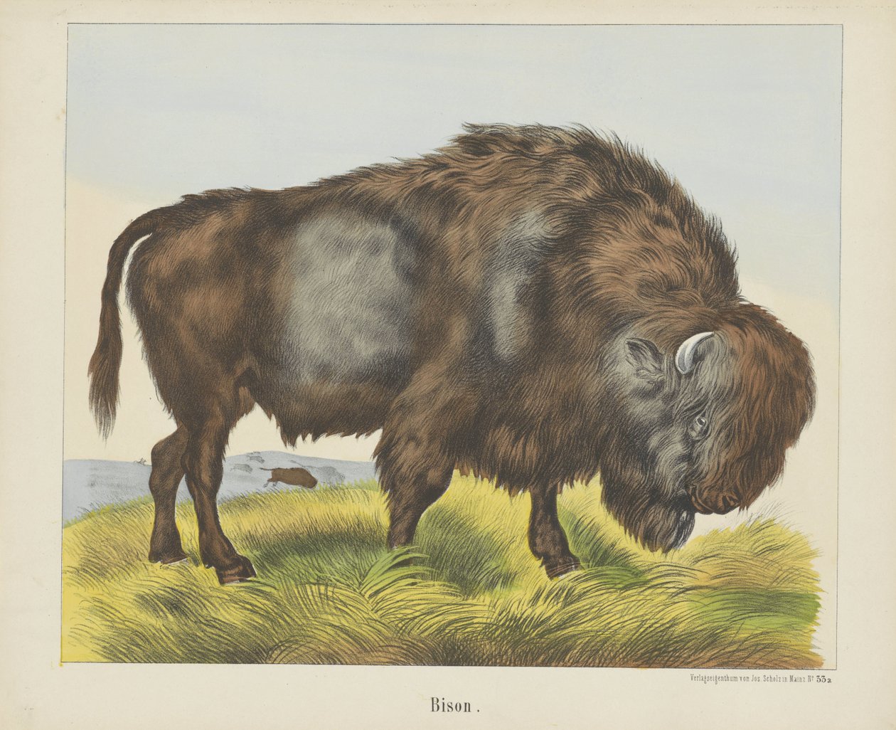 Bisonte da firma Joseph Scholz