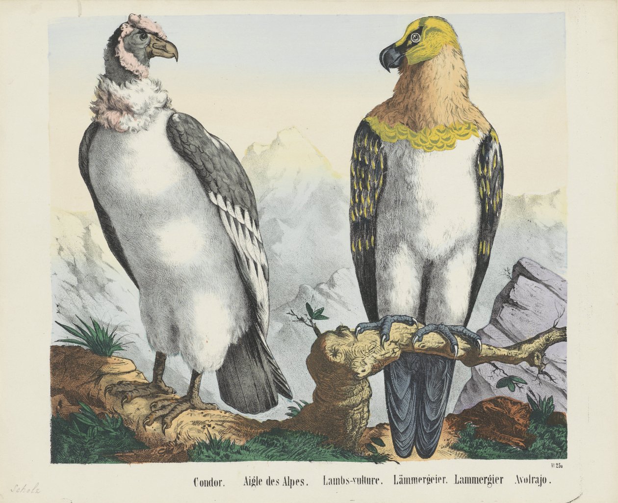 Condor / Aquila delle Alpi / Avvoltoio degli agnelli / Lammergeier / Avolrajo da firma Joseph Scholz