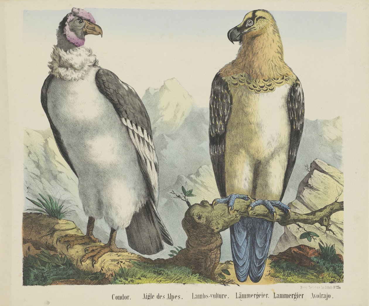 Condor. / Aquila delle Alpi. / Avvoltoio degli agnelli. / Avvoltoio degli agnelli da firma Joseph Scholz