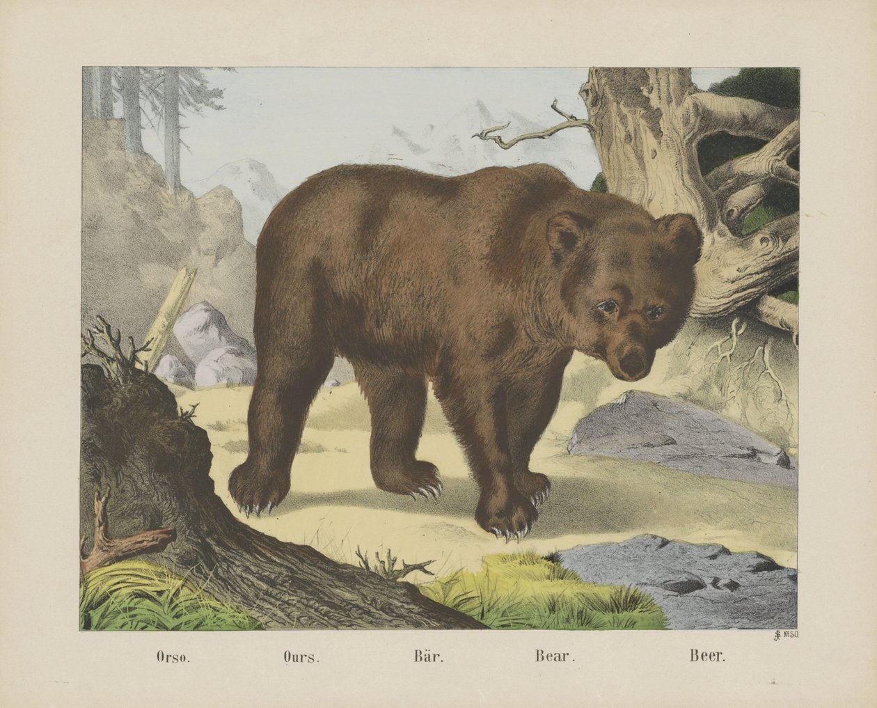 Orso da firma Joseph Scholz