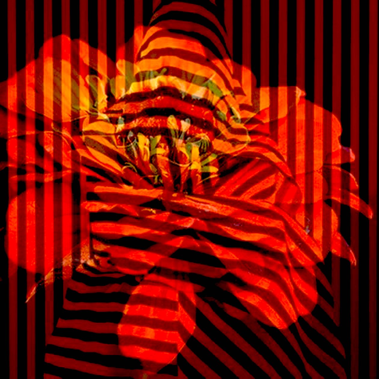 Collage di fiori, 2017 (fotografia) da linda arthurs