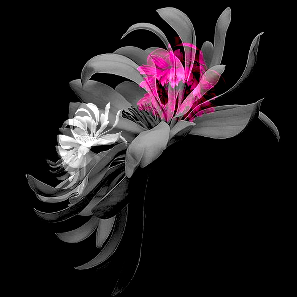 COLLAGE DI FIORI DI PRIMAVERA, 2018 (tecnica mista) da linda arthurs