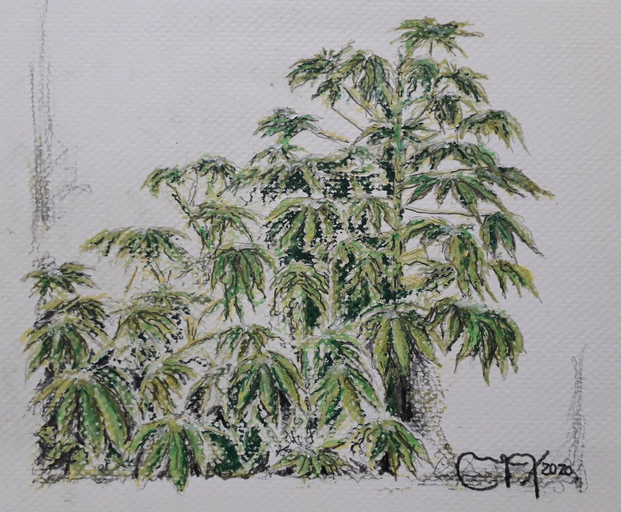 Pianta di yucca da miguelmendez_art.ve