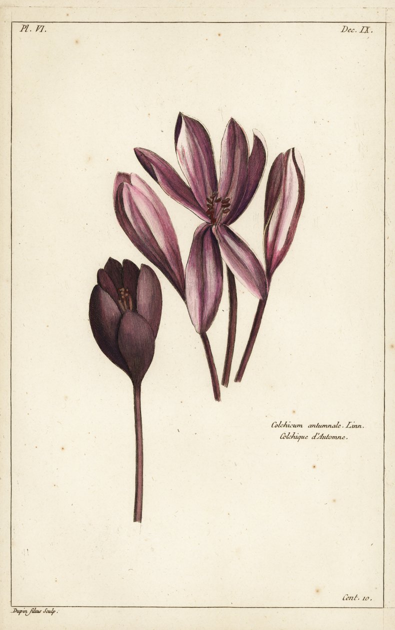 Colchico autunnale, zafferano di prato o signore nude, Colchicum autumnale, Linn da the Younger Dupin