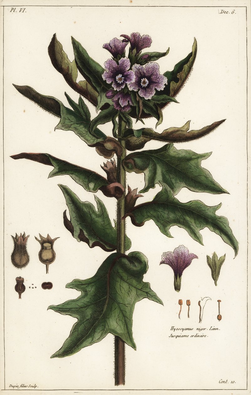 Giusquiamo nero, Hyoscyamus niger Linn da the Younger Dupin
