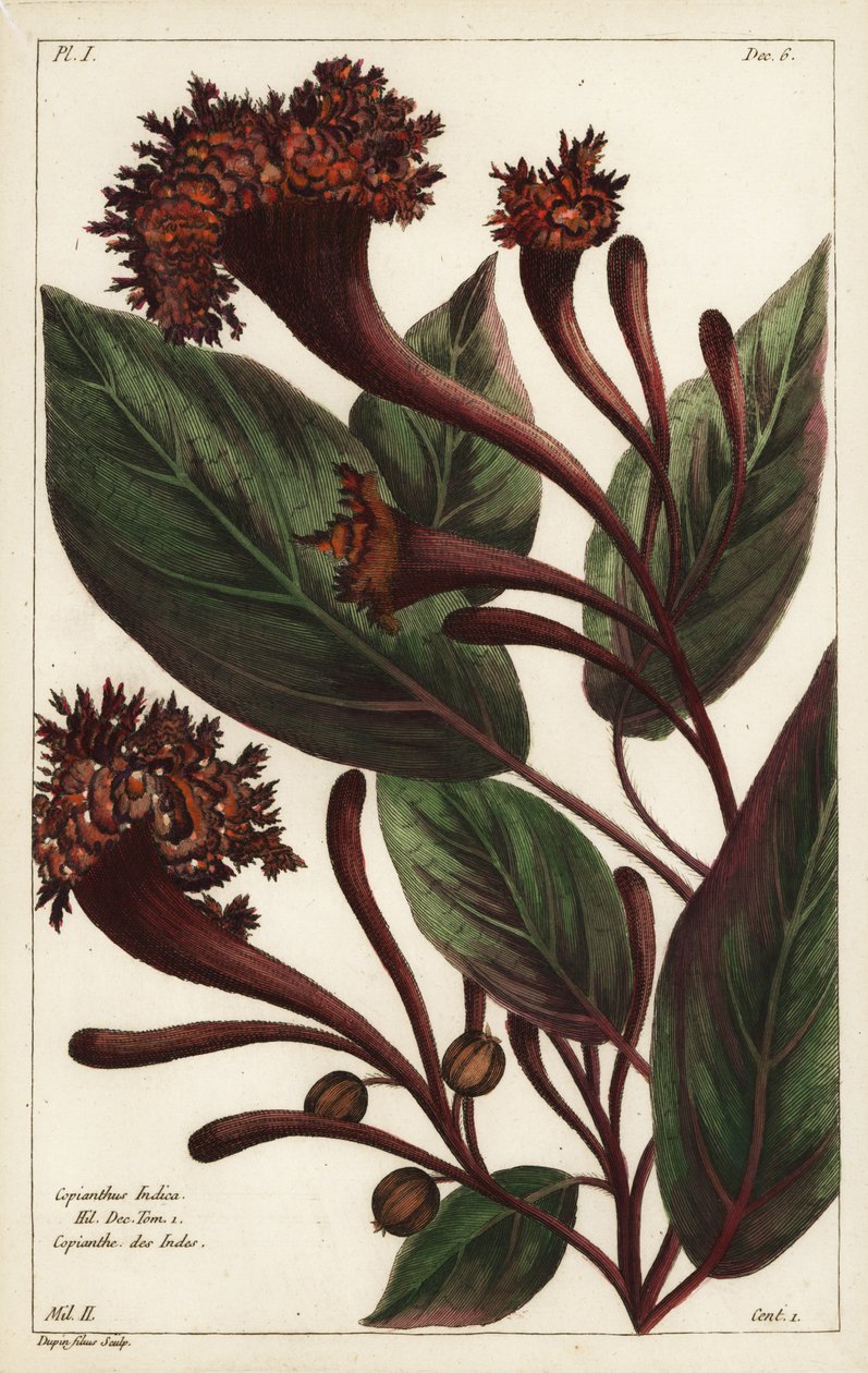 Arbusto cornucopiano, Copianthus indica da the Younger Dupin