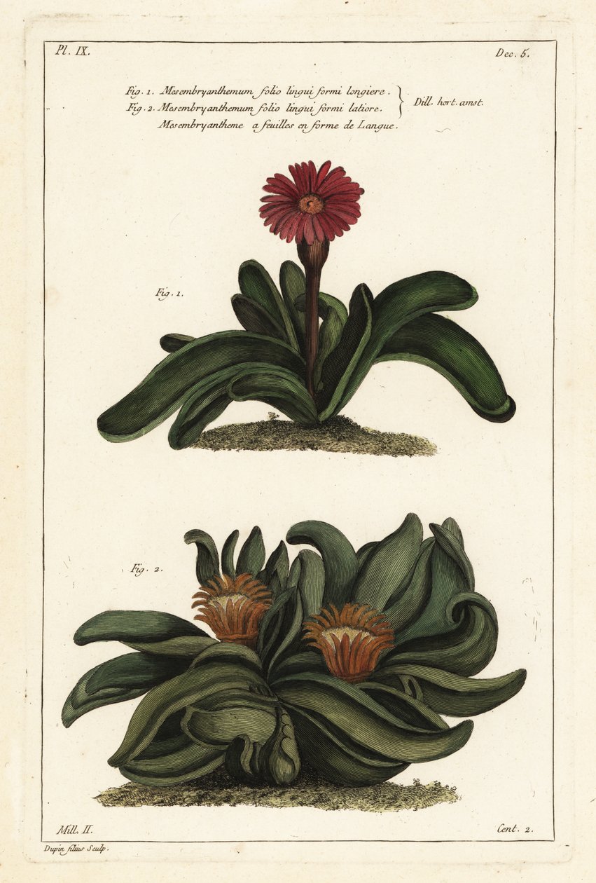 Pianta di corna di alce, Rhombophyllum dolabriforme (Mesembryanthemum dolabriforme) da the Younger Dupin