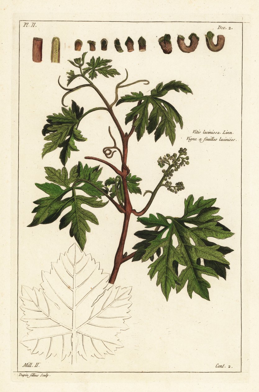 Foglie e uva in germoglio su una vite, Vitis vinifera da the Younger Dupin