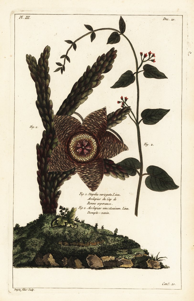 Pianta stella marina, Orbea variegata 1 e Vincetoxicum hirundinaria 2 da the Younger Dupin