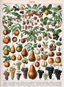 Illustrazione di varietà di frutta, c.1905-10 (litografia a colori) da (after) Alillot
