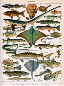 Illustrazione di pesci oceanici, c.1905-10 da (after) Alillot