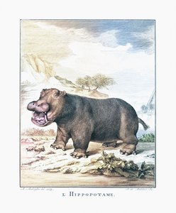 Un ippopotamo (Hippopotamus amphibius) da (after) Dutch School