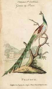 Pavone indiano, Pavo cristatus