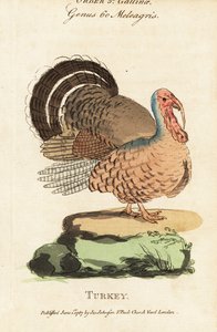 Tacchino, Meleagris gallopavo da (after) English School