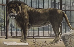 Leone Africano, Giardini Zoologici di Londra da (after) English photographer