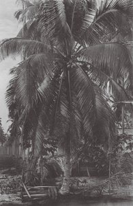 Singapore: Albero di cocco