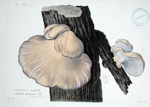 Dendrosarcos juglandis, tavola 20 da 