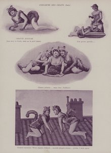 Contesa di Gatti