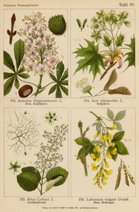 Aesculus Hippocastanum, Acer Platanoides, Rhus Cotinus, Laburnum Vulgare da (after) German School