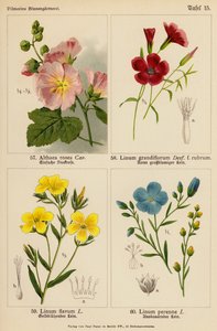 Althaea Rosea, Linum Grandiflorum, Linum Flavum, Linum Perenne da (after) German School