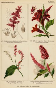 Amarantus Paniculatus, Celosia Argentea, Polygonum Orientale, Polygonum Sphaerostachyum, Polygonum Vacciniifolium da (after) German School