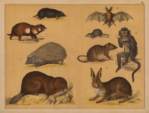 Animali da (after) German School