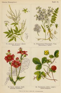 Aruncus Aruncus, Filipendula Filipendula, Geum Chilense, Duchesnea Indica da (after) German School