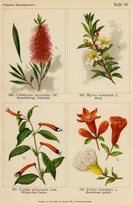 Callistemon Lanceolatus, Myrtus Communis, Cuphea Platycentra, Punica Granatum da (after) German School