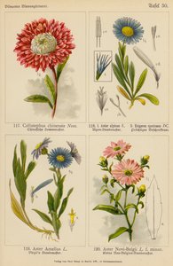 Callistephus Chinensis, Aster Alpinus, Erigeron Speciosus, Aster Amellus, Aster Novi-Belgii da (after) German School