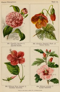 Camellia Japonica, Abutilon Darwinii, Hibiscus Rosa Sinensis, Hibiscus Syriacus da (after) German School