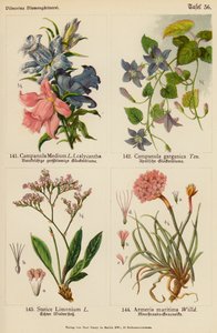 Campanula Medium, Campanula Garganica, Statice Limonium, Armeria Maritima da (after) German School