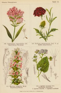 Centranthus Angustifolius, Scabiosa Atropurpurea, Morinia Longifolia, Ageratum Mexicanum, Ageratum Conyzodes, Ageratum Corymbosum da (after) German School