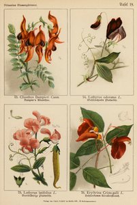 Clianthus Dampieri, Lathyrus Odoratus, Lathyrus Latifolius, Erythrina Crista-galli da (after) German School
