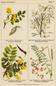 Colutea Arborescens, Halimodendron Argenteum, Caragana Arborescens, Hedysarum Multijugum da (after) German School