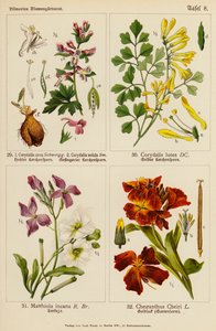 Corydalis Cava, Corydalis Solida, Corydalis Lutea, Matthiola Incana, Cheiranthus Cheiri da (after) German School