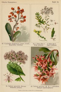 Cotyledon (Echeveria) Retusa, Sedum Album, Sedum Acre, Sedum Spectabile, Sedum Spurium da (after) German School