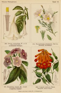 Datura Suaveolens, Nierembergia Frutescens, Brunfelsia Eximia, Campsis Radicans da (after) German School