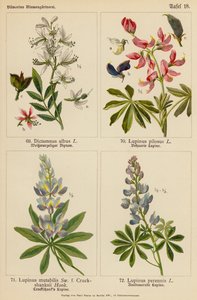 Dictamnus Albus, Lupinus Pilosus, Lupinus Mutabilis, Lupinus Perennis (litografia a colori) da (after) German School