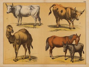 Animali Domestici da (after) German School