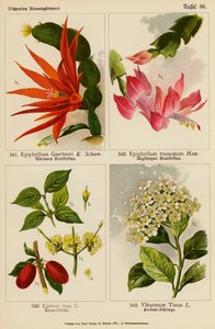 Epiphyllum Gaertneri, Epiphyllum Truncatum, Cornus Mas, Viburnum Tinus da (after) German School