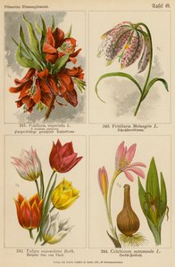 Fritillaria Imperialis, Fritillaria Meleagris, Tulipa Suaveolens, Colchicum Autumnale da (after) German School