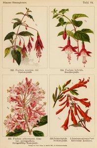 Fuchsia Coccinea, Fuchsia Hybrida, Fuchsia Arborescens, Fuchsia Triphylla, Zauschnera Californica da (after) German School