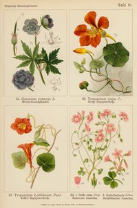 Geranio Pratense, Tropaeolum Majus, Tropaeolum Lobbianum, Oxalis Rosea, Oxalis Floribunda da (after) German School